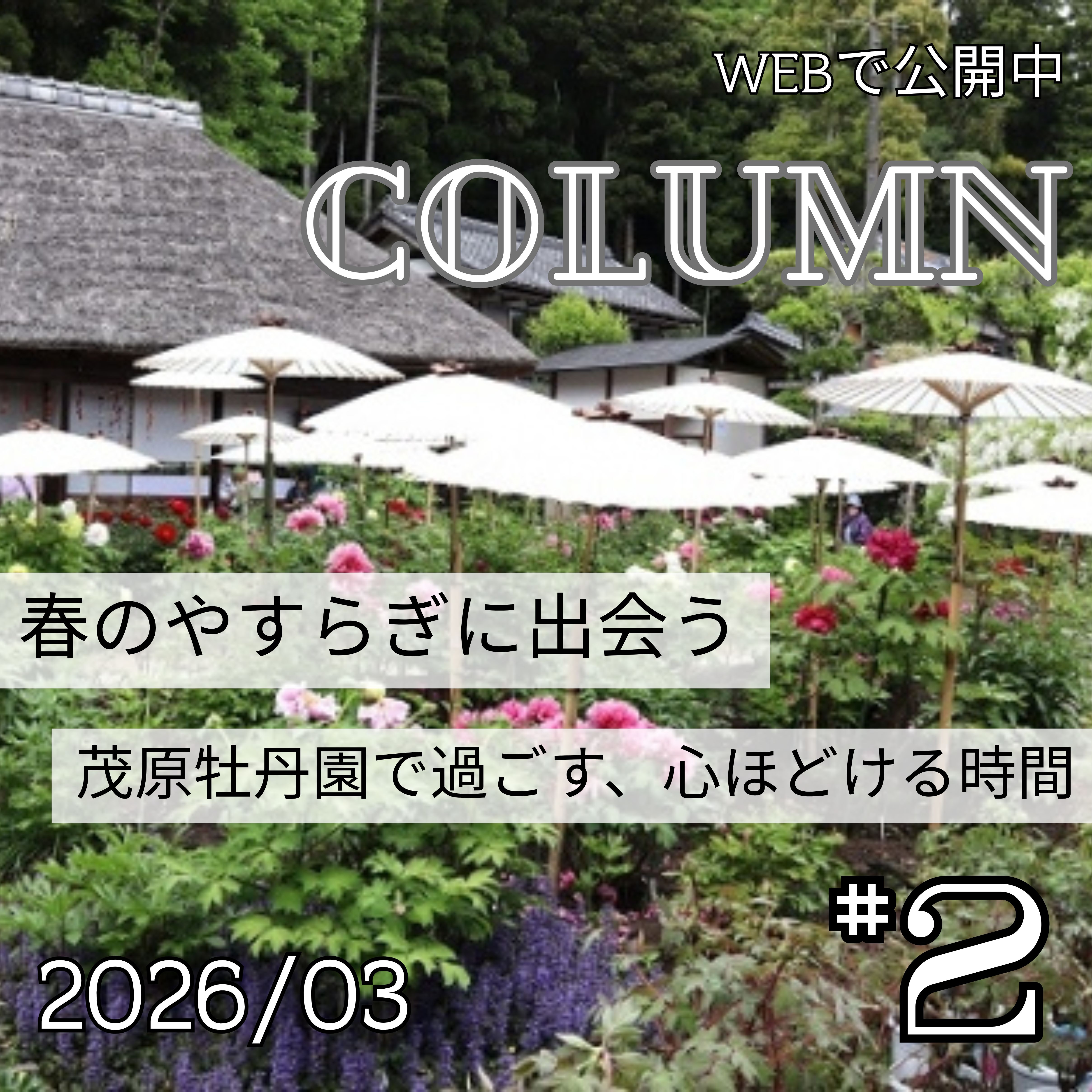春のやすらぎに出会う ― 茂原牡丹園で過ごす、心ほどける時間