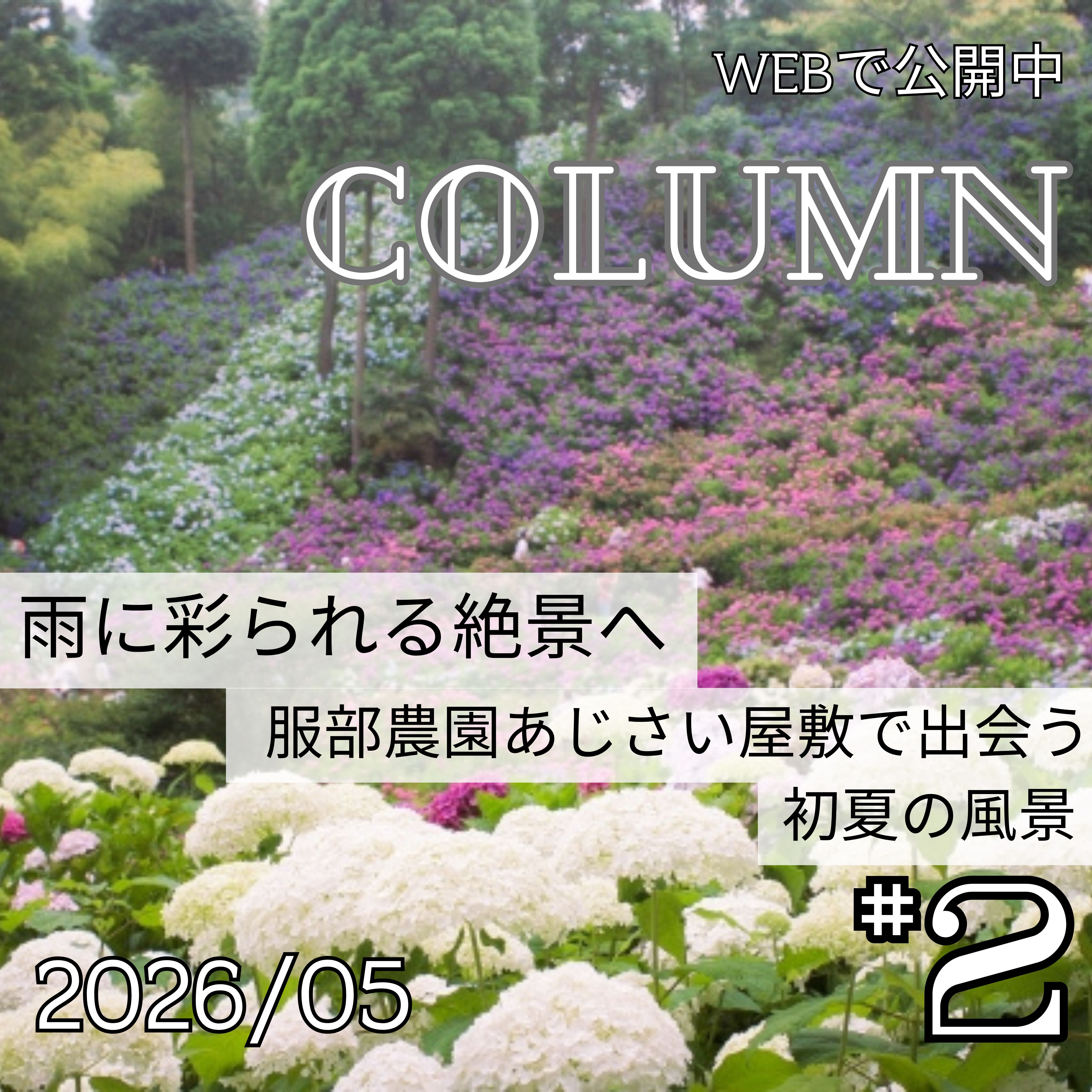 雨に彩られる絶景へ―服部農園あじさい屋敷で出会う初夏の風景